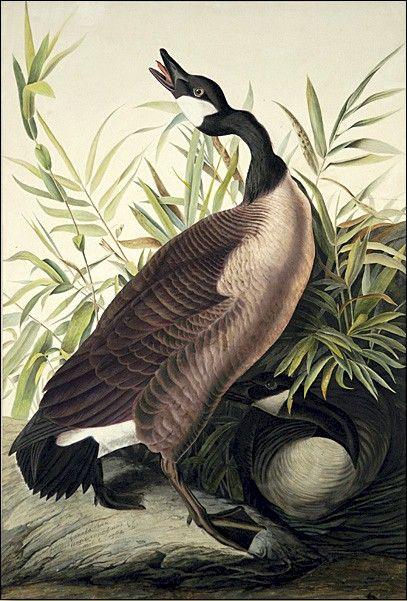John James Audubon Canvas Paintings page 2